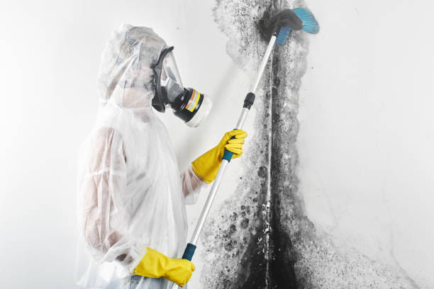 Best Mold Prevention Services  in Estacada, OR