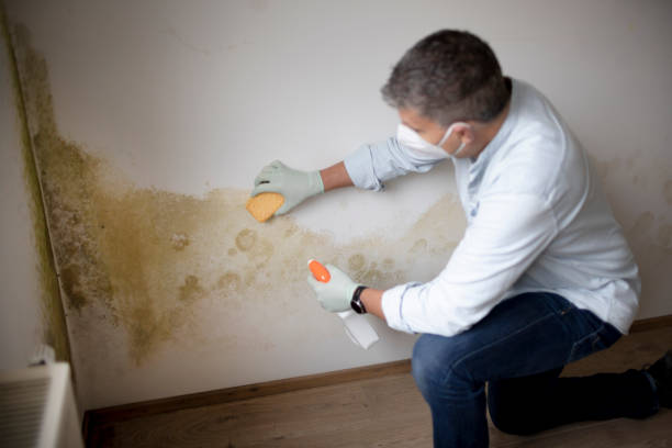 Best Biohazard Mold Removal  in Estacada, OR
